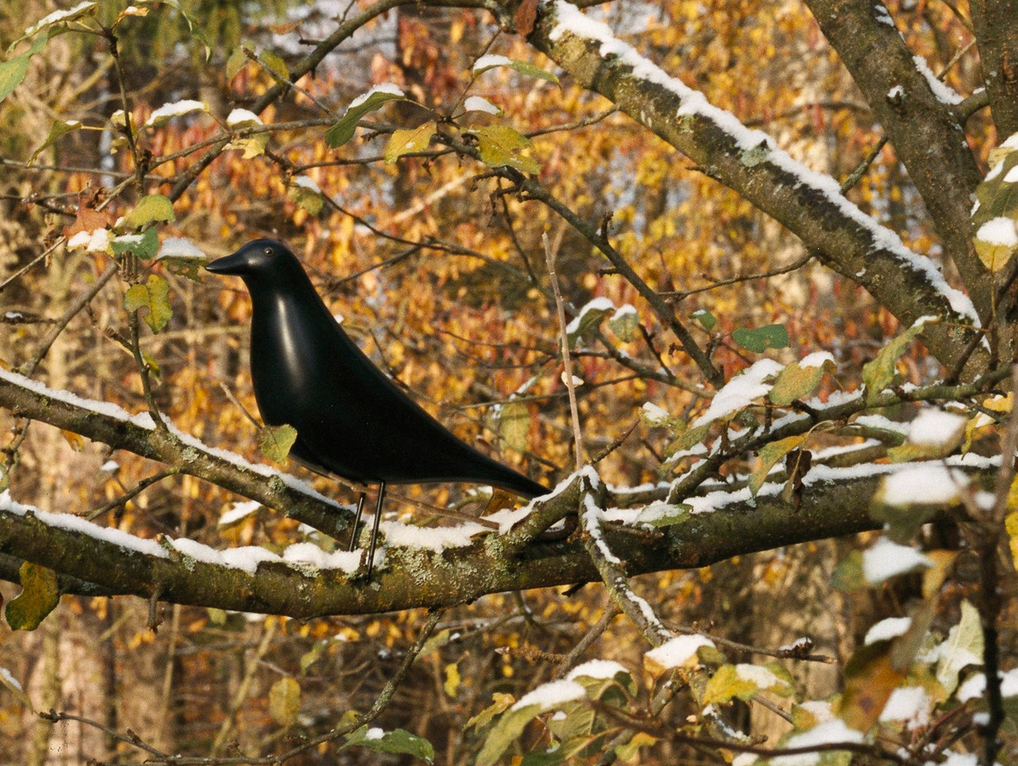 Eames House Bird